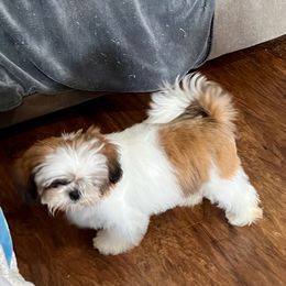 Shih Tzu Puppies from Tammy’s Shih-Tzu Love Jones