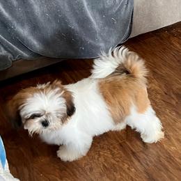 Shih Tzu Puppies from Tammy’s Shih-Tzu Love Jones