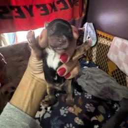 Traditional - Black and tan male Yorkshire Terrier puppy in Ohio from Britt n Cindys Yorkshire Terriers