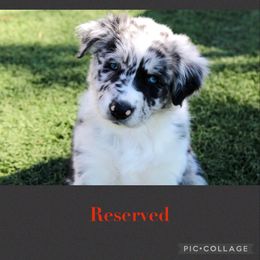 Australian Shepherd Puppies from Tru Blu Aussies