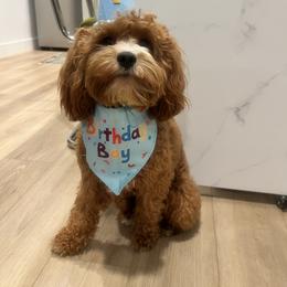 Cavalier King Charles Spaniel and Cavapoo All Grown Up from God Speed Paws