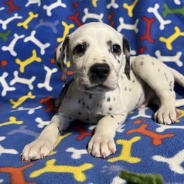 Dexter- Gray - White and black male Dalmatian puppy in Claremore, Oklahoma from Lotsofdots Dalmatians