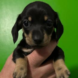 Girl 1 - Black female Dachshund puppy in Fayetteville, Arkansas from Heyliger Hounds