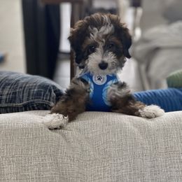 Aussiedoodle, Bernedoodle, and Goldendoodle Puppies from Flat Rock Doodles LLC