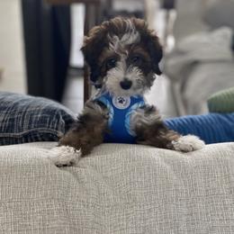 Aussiedoodle, Bernedoodle, and Goldendoodle Puppies from Flat Rock Doodles LLC