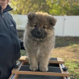 Blaze - Tan male Finnish Lapphund puppy in Mount Clemens, Michigan from Tulikettu Kennel