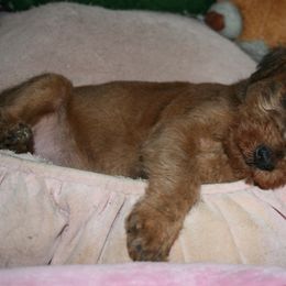 Irish Terrier Puppies from Geordan Irish Terriers