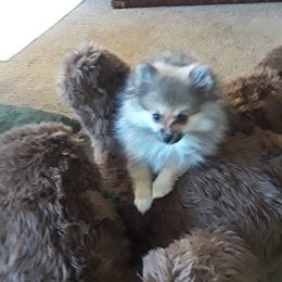 Pomeranian All Grown Up from Kay's Pomeranians