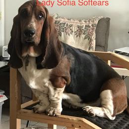 Sofia - Basset Hound