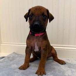 Merit - Rd whtn blk nose female Rhodesian Ridgeback puppy in Montgomery, Texas from Timber Ridge Kennels