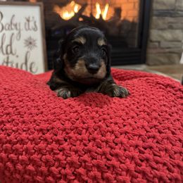 Red male - Black and tan male Dachshund puppy in Wray, Georgia from Cotton Hill Dachshunds