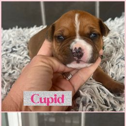 Cupid - Red female American Staffordshire Terrier puppy in Marietta, Georgia from Ambition Amstaffs