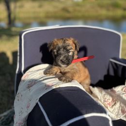 Kitty Bennet (burgundy) - Wheaten female Soft Coated Wheaten Terrier puppy in Rising Sun, Indiana from Ruby Lane Doodles