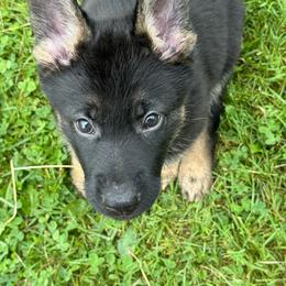 Morgan - Black and tan female German Shepherd puppy in Linesville, Pennsylvania from Shenango Valley Shepherds