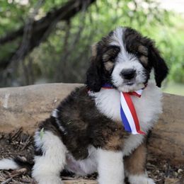 Saint Berdoodles from Mason Creek Saint Berdoodles, LLC