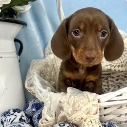 Sassafras AKC - Chocolate and tan female Dachshund puppy in Hendersonville, North Carolina from Snarky Doxy Miniature Dachshunds