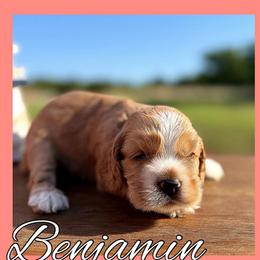Benjamin - Buff male Cocker Spaniel puppy in Clinton, Oklahoma from Enchanted Spaniels