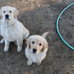 Golden Retriever Puppies from OPK Goldens