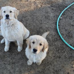 Golden Retriever Puppies from OPK Goldens