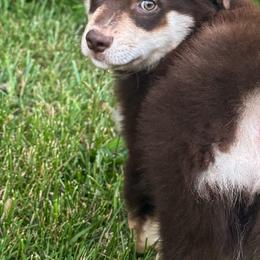AKC Decaf (Natural Tail) - Red tri-color male Australian Shepherd puppy in Jonesborough, Tennessee from 5AFarms
