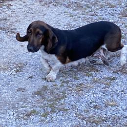 Lila - Black brown and white female Basset Hound puppy in Letcher, Kentucky from Hackers Appalachian Basset Hounds