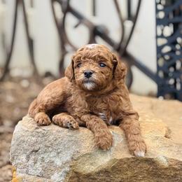 Duke - Red  male Goldendoodle puppy in Wharton, Texas from Little Fur Friends
