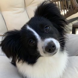 Mag - Toy Australian Shepherd