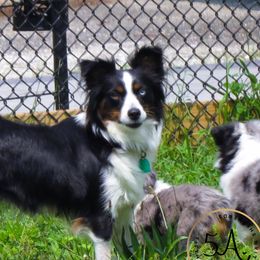 ￼ - Toy Australian Shepherd