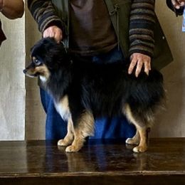 Gunner - Toy Australian Shepherd