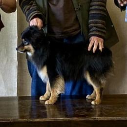 Gunner - Toy Australian Shepherd