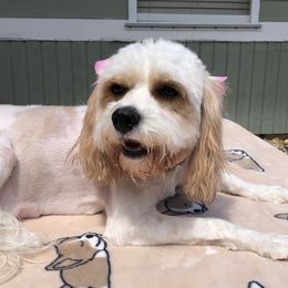 Sundae - Cavapoo