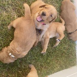 Golden Retriever Puppies from Washington Lakeside Goldens