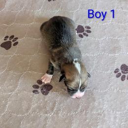 Boy 1 - Red male Pembroke Welsh Corgi puppy in Edinburgh, Indiana from J Bar M Corgis