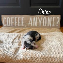 Chino - Blue merle male Australian Shepherd puppy in Spartanburg, South Carolina from Hub City Aussies