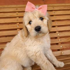 Dachshunds and Goldendoodles from C5 Doodles