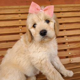 Dachshunds and Goldendoodles from C5 Doodles