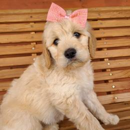 Dachshunds and Goldendoodles from C5 Doodles