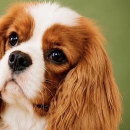 Cavalier King Charles Spaniels and Cavapoos from God Speed Paws