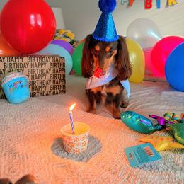 Dachshund All Grown Up from Wiener Works Co.