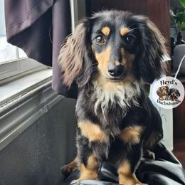 Bonnie - Dachshund