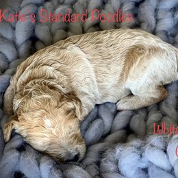 Poodle Puppies from Katie’s Standard Poodles