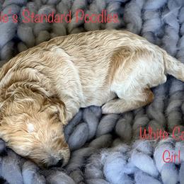 Poodle Puppies from Katie’s Standard Poodles