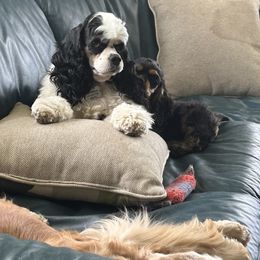 Cocker Spaniel Puppies from Cockers of Country Lane