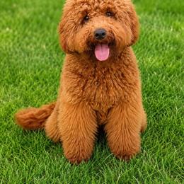 Denver - Red  male Poodle puppy in Hollywood, Florida from Royal Goldendoodle