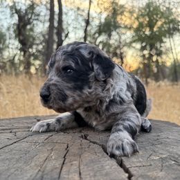 Penny - Merle female Goldendoodle puppy in Redding, California from O’Hara  Doodles