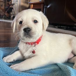 Ruby(red collar) - Yellow female Labrador Retriever puppy in Mansfield, Missouri from Leadhill Labs
