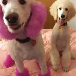Poodle Puppies from Barbi's Standards