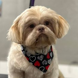 Armani - Shih Tzu