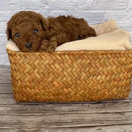 Mochi (AKC) - Red  female Poodle puppy in Riverside, California from Red Toy Poodle World