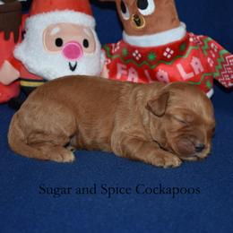 Clifford - Red male Cockapoo puppy in Hopkins, South Carolina from Sugar and Spice Cockapoos